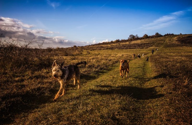 Raw Meat for Dogs