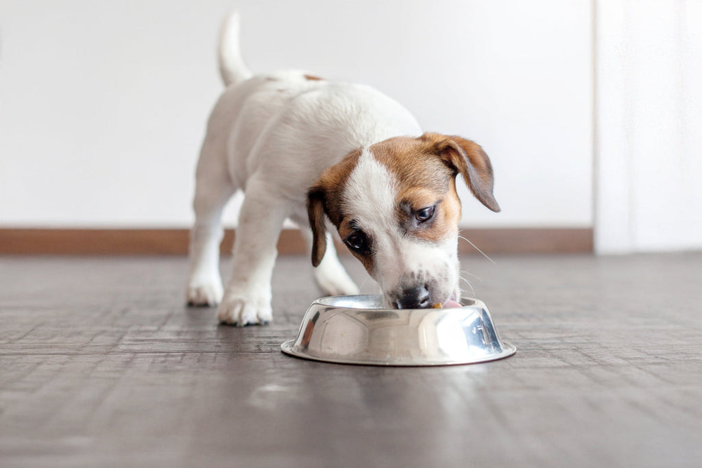 The Ultimate Guide to Feeding Your Dog a Raw Diet: Benefits, Tips, and Common Myths